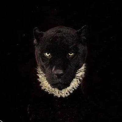 ___iGhaida's profile picture. 