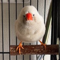 かぷてんおーぷん (@capu_ten_open) 's Twitter Profile