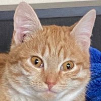 みやち (@sovetskygopnik) 's Twitter Profile