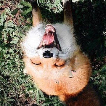 Bot created by @WoofyRyn :)

Posts an upside-down fox every hour 🦊