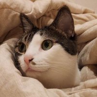 🍙ふみたん🍙 (@fumitangame) 's Twitter Profile Photo 🍙ふみたん🍙 (@fumitangame) 's Twitter Profile Photo