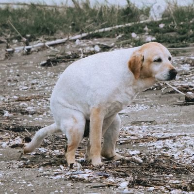 DOG_IS_INU_'s profile picture. くまかす監視用