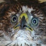 Necroz (@necroizu) 's Twitter Profile