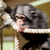 チンパンさん (@marumoro_jp) 's Twitter Profile Photo