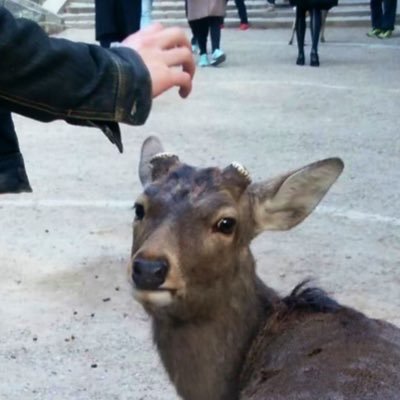 rokuonbutton's profile picture. "ろくおんぼたん"と読みます。小説を書いています。 第7回ゲンロンSF新人賞最終候補。ここでは主に、創作と私生活の𝒴𝒰𝑅𝒰𝐹𝒰𝒲𝒜 𝒫𝑜𝓈𝓉をします…… 何かあれば、お気軽にDMかメール(rokuonbutton@gmail.com)をください。