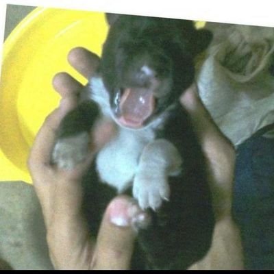 DanielColmillo's profile picture. 