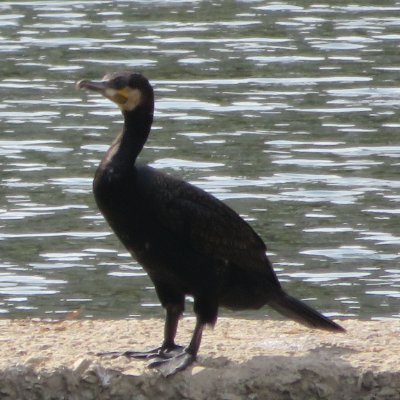 piyoao's profile picture. 