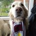 Dave King (@ursodave) Twitter profile photo Dave King (@ursodave) Twitter profile photo