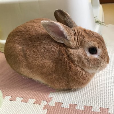 いちごさんのプロフィール画像
