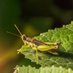 Entomologist .. (@scientist_100) Twitter profile photo Entomologist .. (@scientist_100) Twitter profile photo