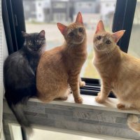 Ryu(ましまし) (@ryu_mashimashi) 's Twitter Profile