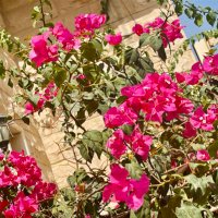 ضحى (@thalqushti37) Twitter profile photo