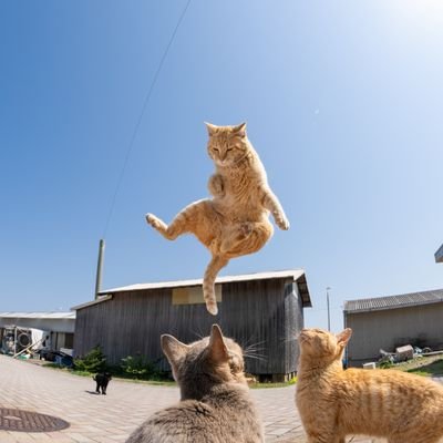 ネコニャンパリฅ(•∀•ฅ)