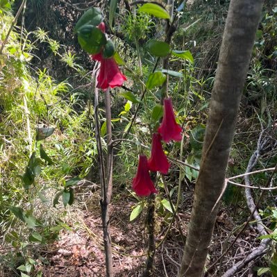 Naturaleza y noticias Porteño #Valparaiso