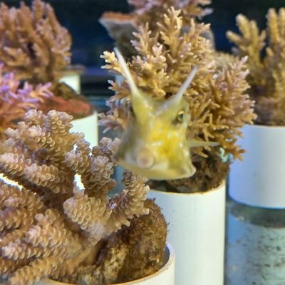 MihelmiHe's profile picture. BOOOO