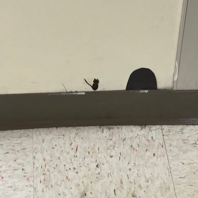 KellytheD's profile picture. 