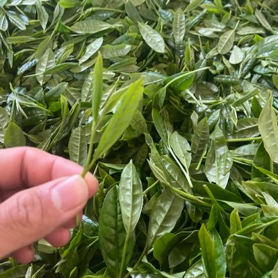 鹿児島県種子島で父の跡を継ぐため奮闘中の28歳！50年以上続く歴史あるお茶農家🍵日本１早いお茶の産地！ お茶農家が自分で自分のお茶を厳選、仕上げ‼️減農薬、減化学肥料🤲高級なお茶を安く、幅広い年代のみなさまに！😌 下記URLにて購入できます。 紅茶、ほうじ茶、緑茶、種類は様々です😊