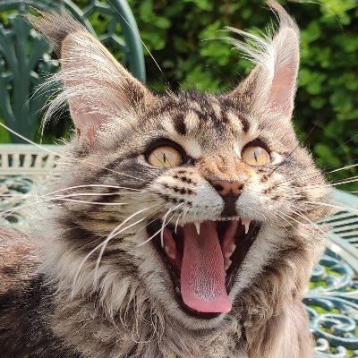 Virée par le piaf, qui juge que je suis une vilaine fille (@DameBeatrice) j'ai perdu tous mes abonnés. Revenez vite. Lrem, lfi, pastèques, passez votre chemin.