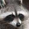 RaccoonLib's profile picture. Fighting against the human oppressor for raccoon rights.