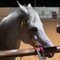 حمد(ابوفيصل)الطاسان (@hamd355) 's Twitter Profile