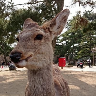 歌を歌うのが好きな生き物。アニソン好き。アニソンカラオケバー好き。歌を誉められるととても喜びます。
ラーメン大好き🍜 最推しは「くじら食堂」🐳 K-POP→BTOB,SEVENTEEN,Stray Kids, PENTAGON,オネノプ