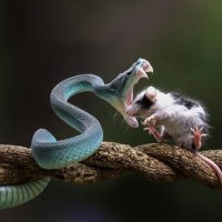 M.YANGEL (@mustafayangel) Twitter profile photo