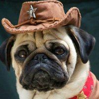 Pug Lovers Community(@GiveawayOffer2) 's Twitter Profile Photo