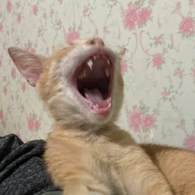 richocooo's profile picture. I hit things with sticks.