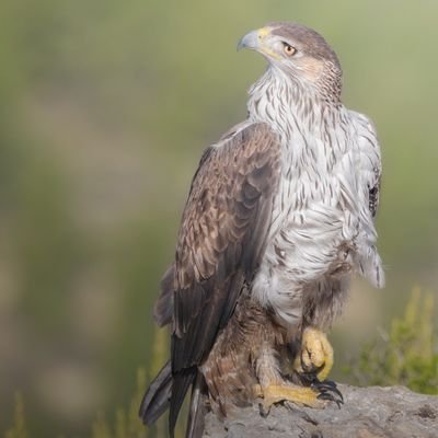 reizwild's profile picture. Wildlife Photographer based in Spain 🦅