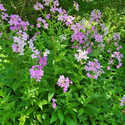 We aim to preserve scenic woodlands & wildlife overlooking the Lehigh River. We are fighting Bethlehem Landfill's proposed expansion onto 275 forested acres.