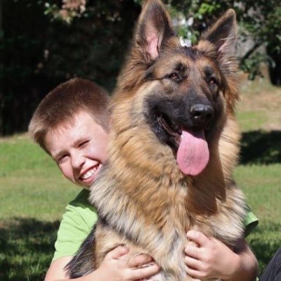 Family & trainer raised and socialized Large German Shepherds for service/therapy/pets. Standard & Long coats. Traditional colors & whites/blues. health tested