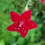 SiempreIndira's profile picture. Orgullosamente C U B A N A