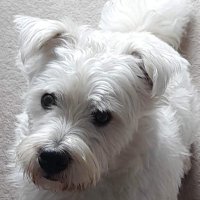 Hannah (@hannah1ines) 's Twitter Profile Photo