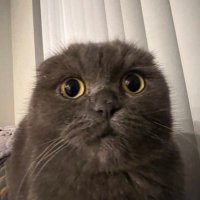 looshy (@looshysucks) 's Twitter Profile