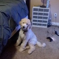 SG Reet (@reetlol) 's Twitter Profile