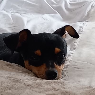 LuzCrden2's profile picture. 