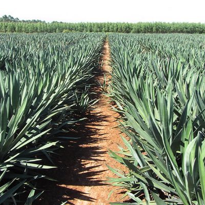 NNjch2023's profile picture. One of China's top suppliers of sisal goods, Nanning Jie Cheng Hang Co.,Ltd. was established in 2009 and exports to more than 30 nations. Located in Nanning Cit