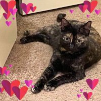 Felines Are Forever(@FelinesAre4Ever) 's Twitter Profile Photo