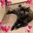 FelinesAre4Ever's profile image