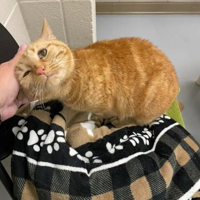 Bibliophile_b's profile picture. Nerd. 🤓Books.📚Cats.😽 Classical Music📻 RIP ❤️Doris Day & Midnight Rose 💔
💚 Mental health matters 🏜️
Happily married 18 years 💍🇬🇧
🥦