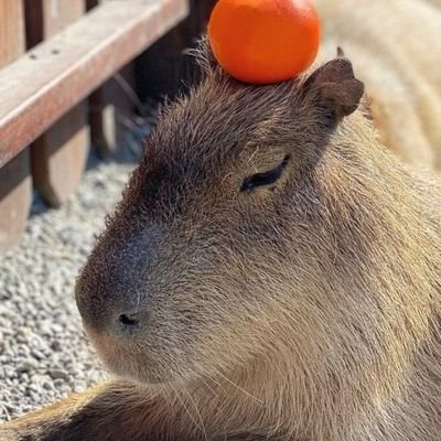 ニャルラトホテプ(欠片)🐍🐑🐈🦊(🐙娘のガチ恋🐙)🍓🔔さんのプロフィール画像