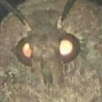 thebluecunny's profile picture. 