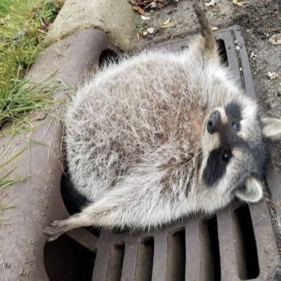 francescaa36's profile picture. 