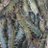 kontinu_id's profile image