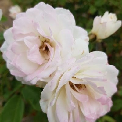 Rigel3xpresivo's profile picture. { he - him }/ᐠ - ˕ -マ ？
English/Spanish