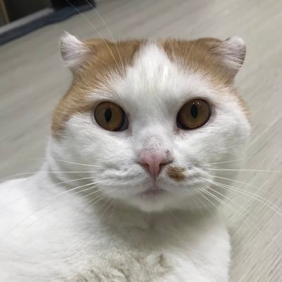 gerulma14's profile picture. @blueeyescoin Blueeyes supporters #Memecoin #mewmew #nft❣️