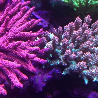 情報収集で徘徊してます。 よろしくお願いいたします。 #アクアリウム #海水魚 #サンゴ #水槽 #coral
