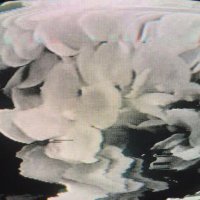 skxllflower (@skxllflower) 's Twitter Profile