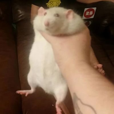 24 yrs old | NSFW side account 🔞| RT Heavy | Age in bio or you will be blocked! :3 | header credit: @obisooth