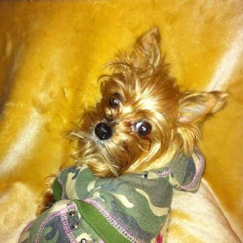 lurdeschoto's profile picture. amante de los animales y contra el maltrato de los mismos